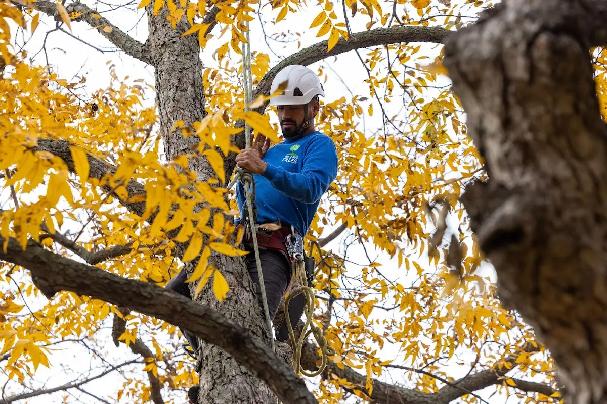 Skilled Tree Pruning crew working in David City